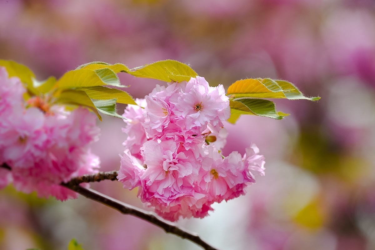 2025年第0366贴-玉渊潭晚樱拍（0530）