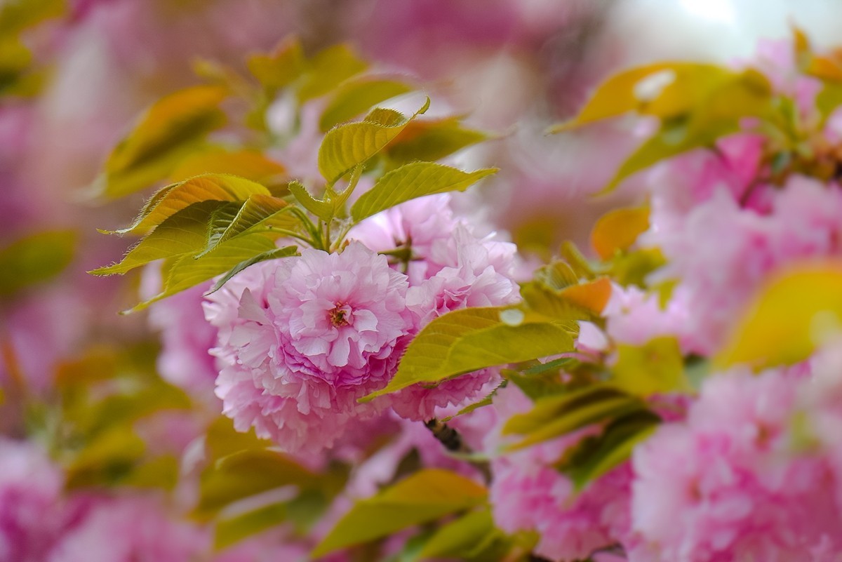 2025年第0366贴-玉渊潭晚樱拍（0530）