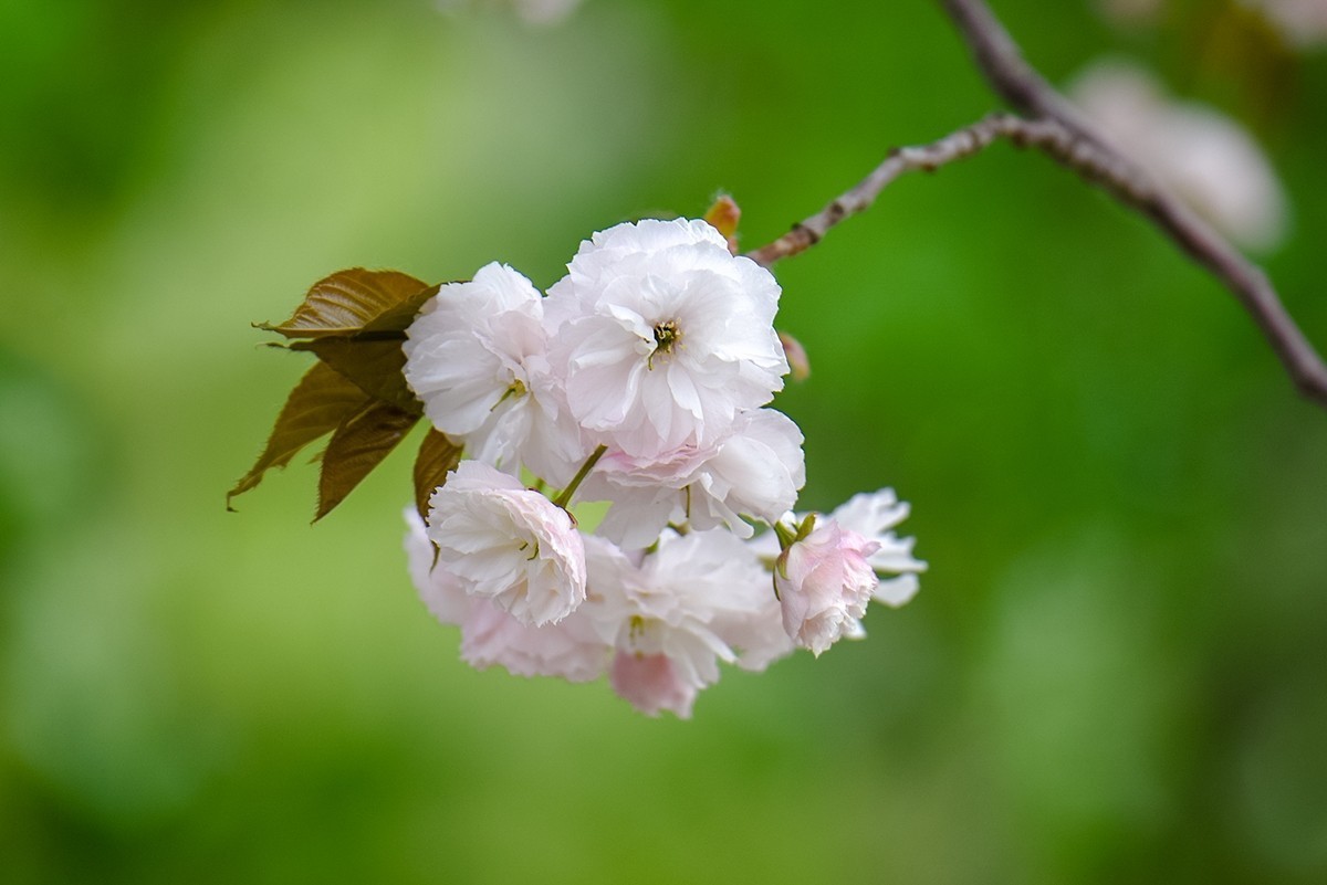2025年第0366贴-玉渊潭晚樱拍（0530）