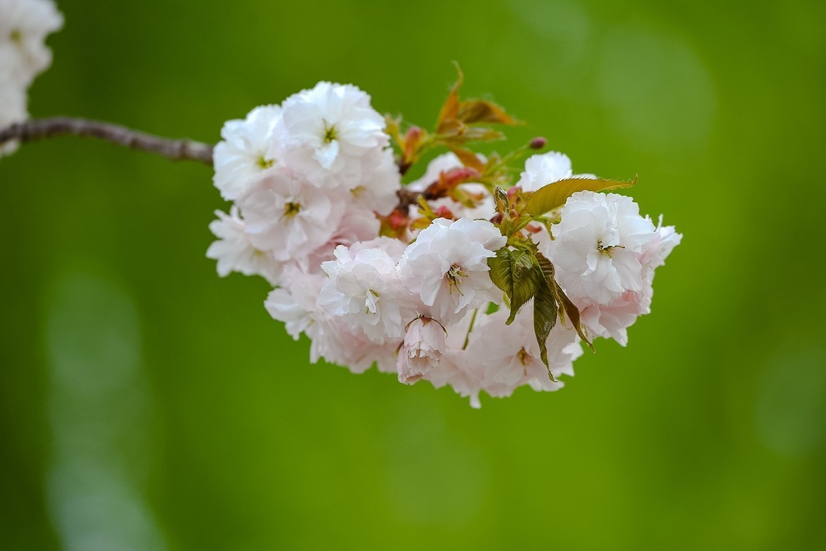 2025年第0366贴-玉渊潭晚樱拍（0530）