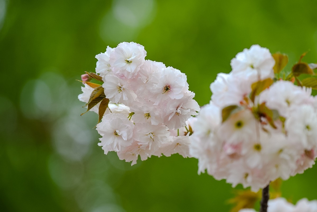 2025年第0366贴-玉渊潭晚樱拍（0530）