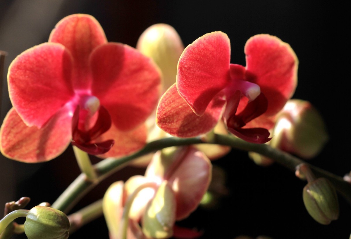 百微拍蝴蝶兰拜早年