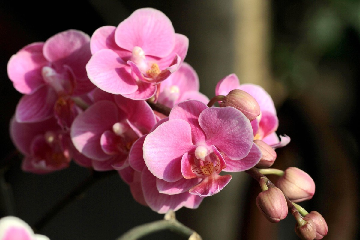 百微拍蝴蝶兰拜早年