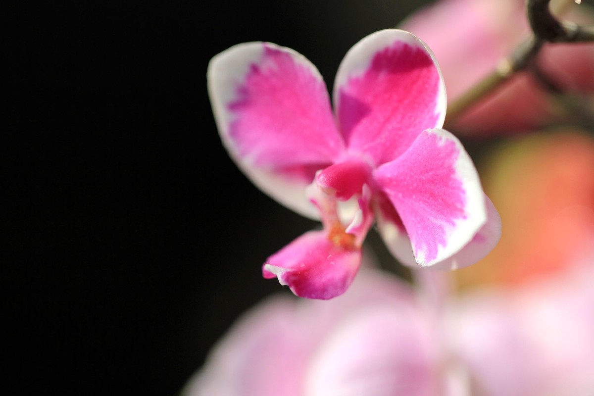 百微拍蝴蝶兰拜早年