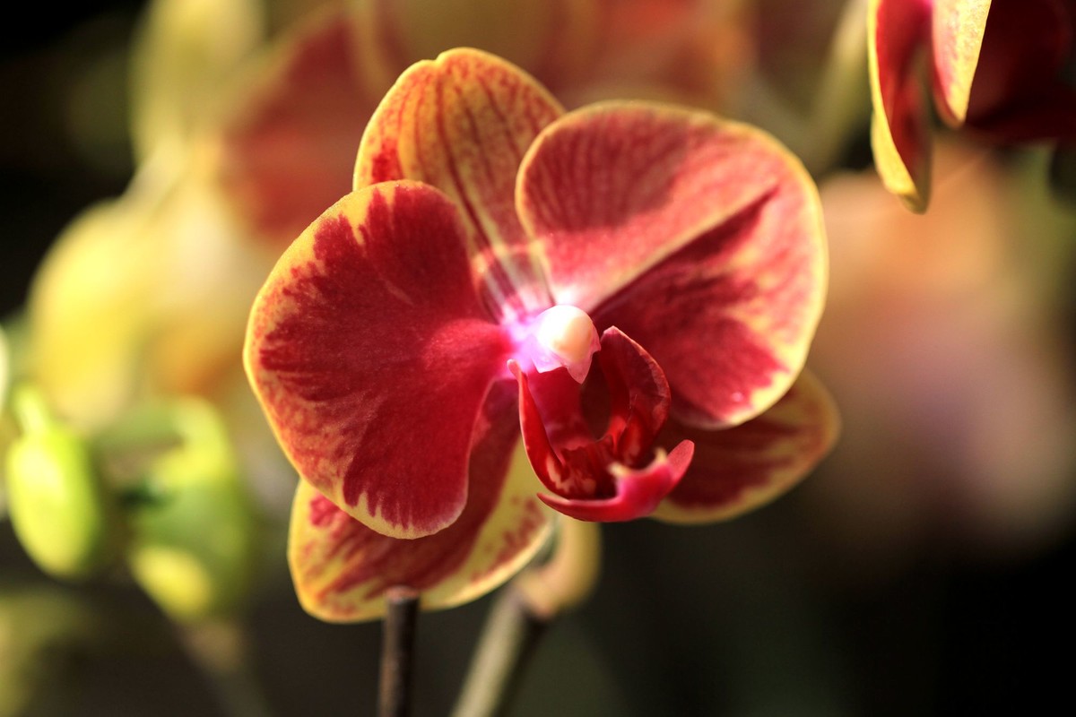 百微拍蝴蝶兰拜早年