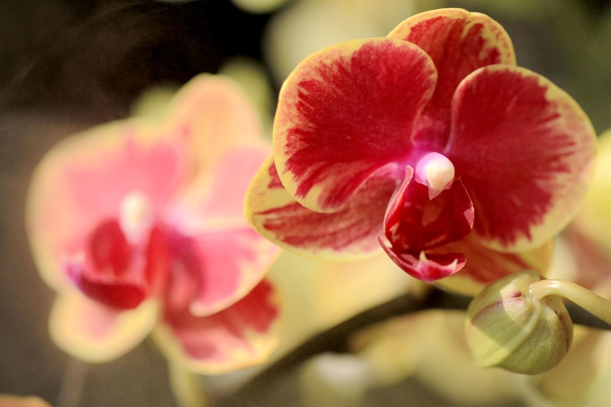 百微拍蝴蝶兰拜早年