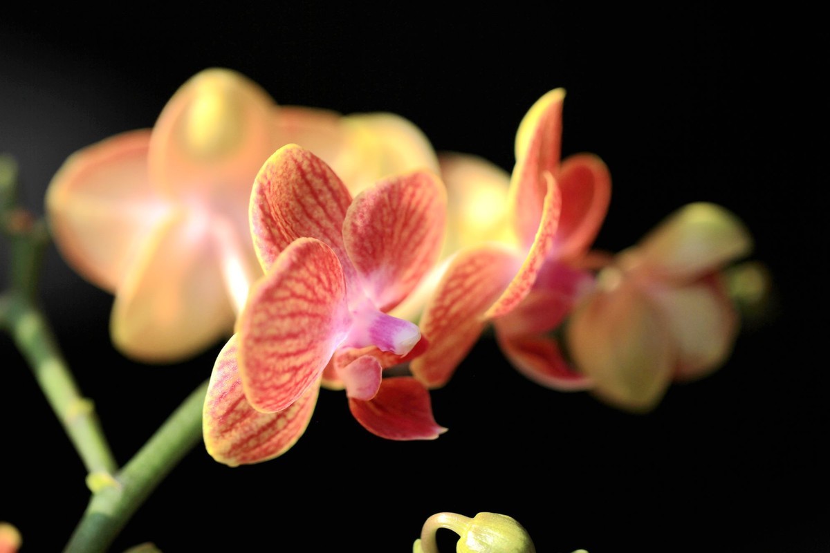 百微拍蝴蝶兰拜早年