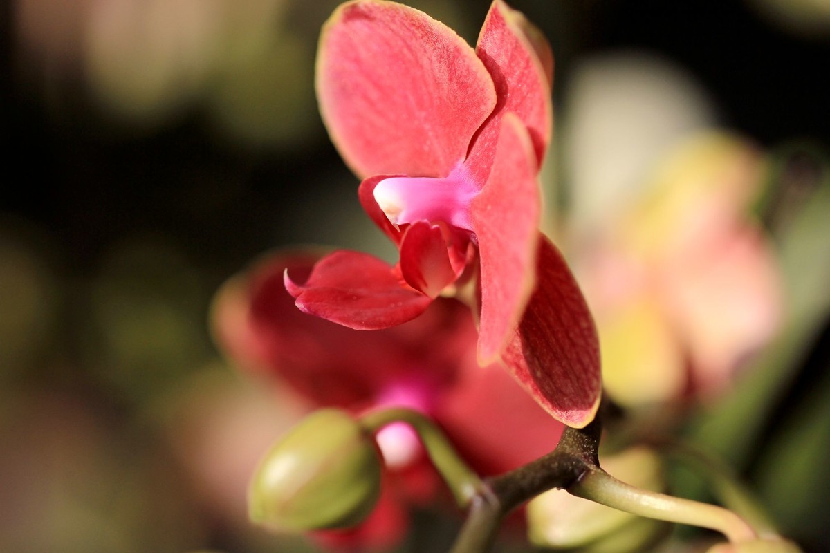 百微拍蝴蝶兰拜早年