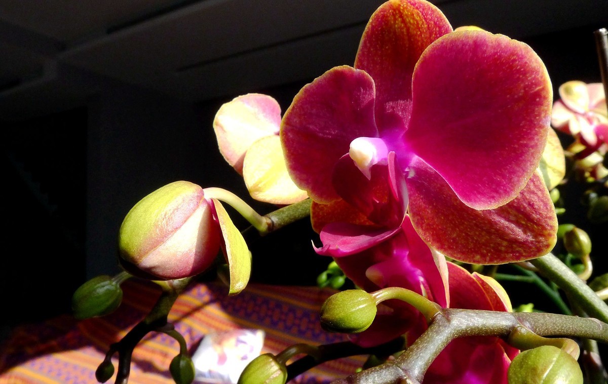 今日拍鲜花拜早年