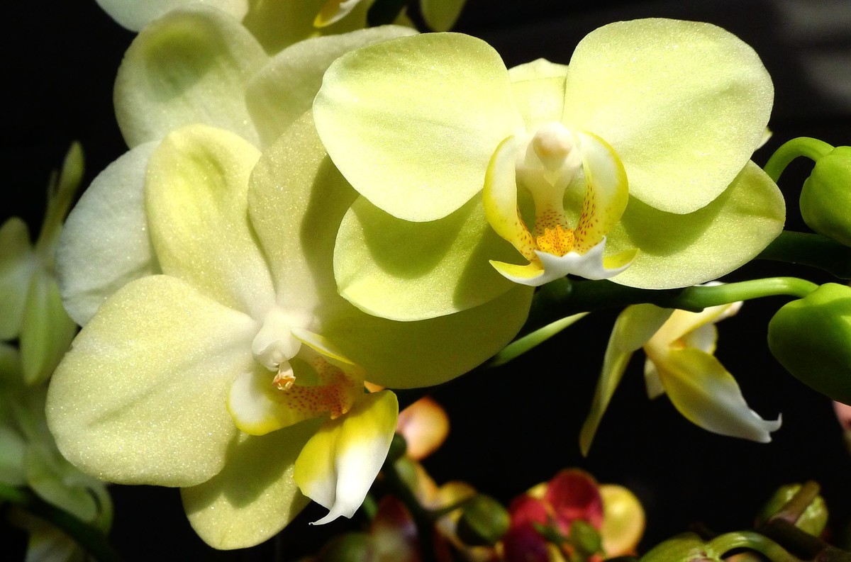 今日拍鲜花拜早年