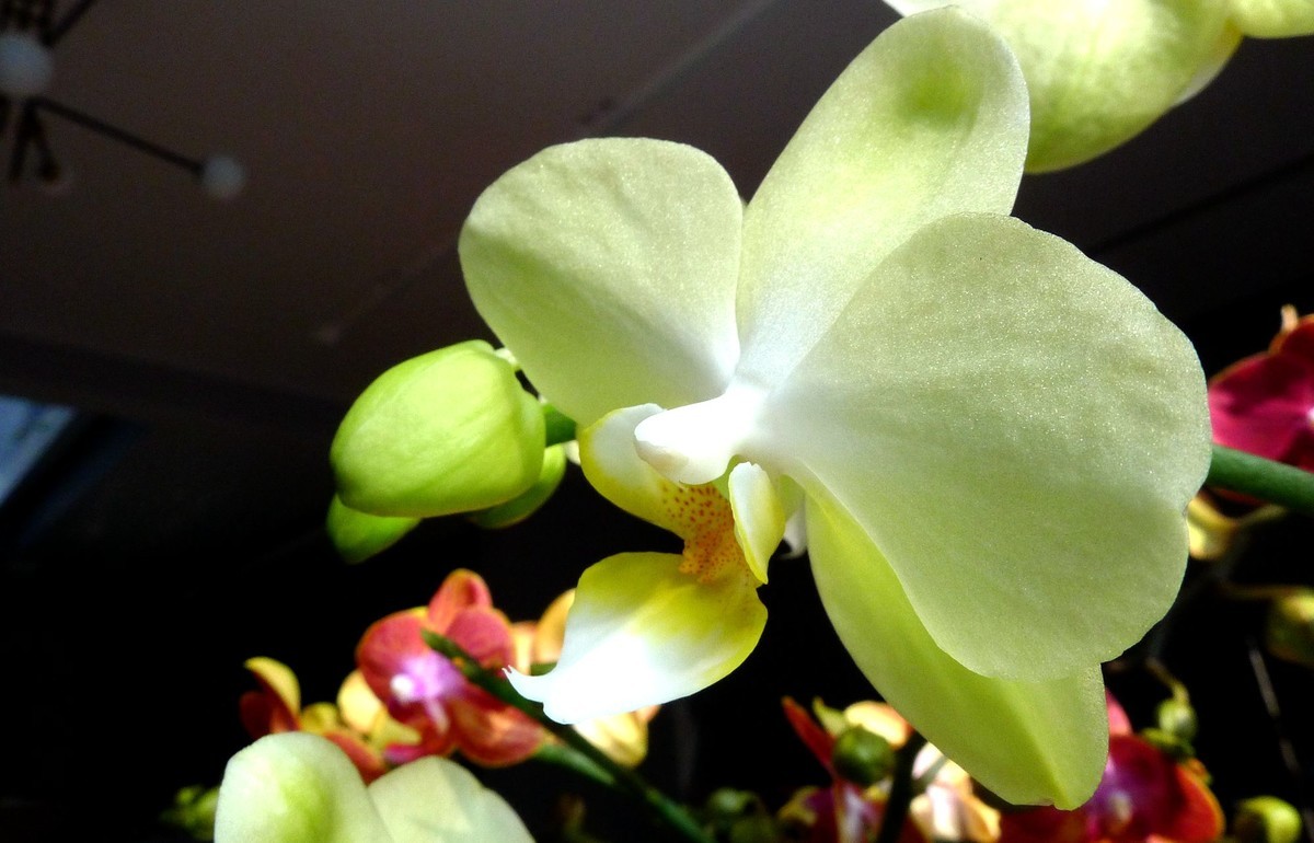 今日拍鲜花拜早年