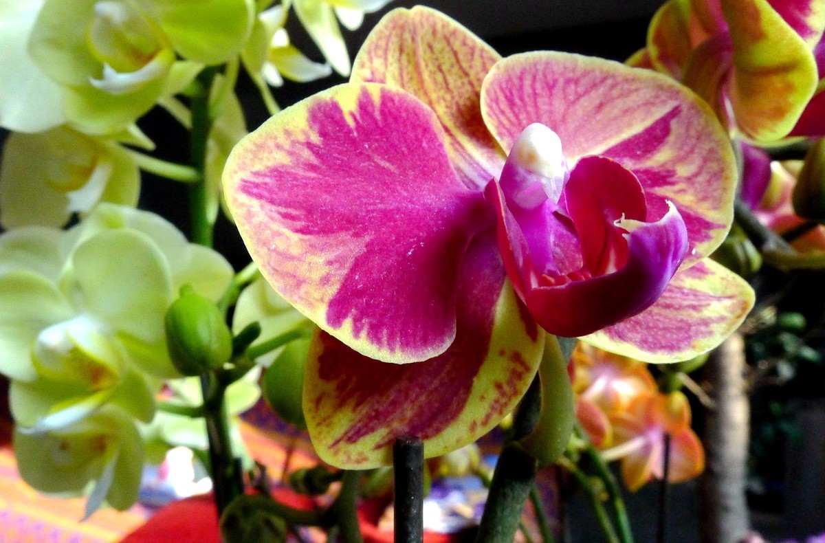 今日拍鲜花拜早年