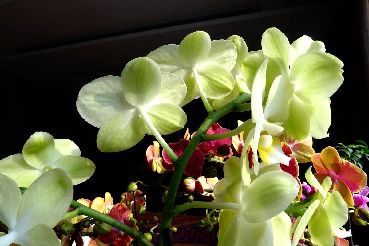 今日拍鲜花拜早年