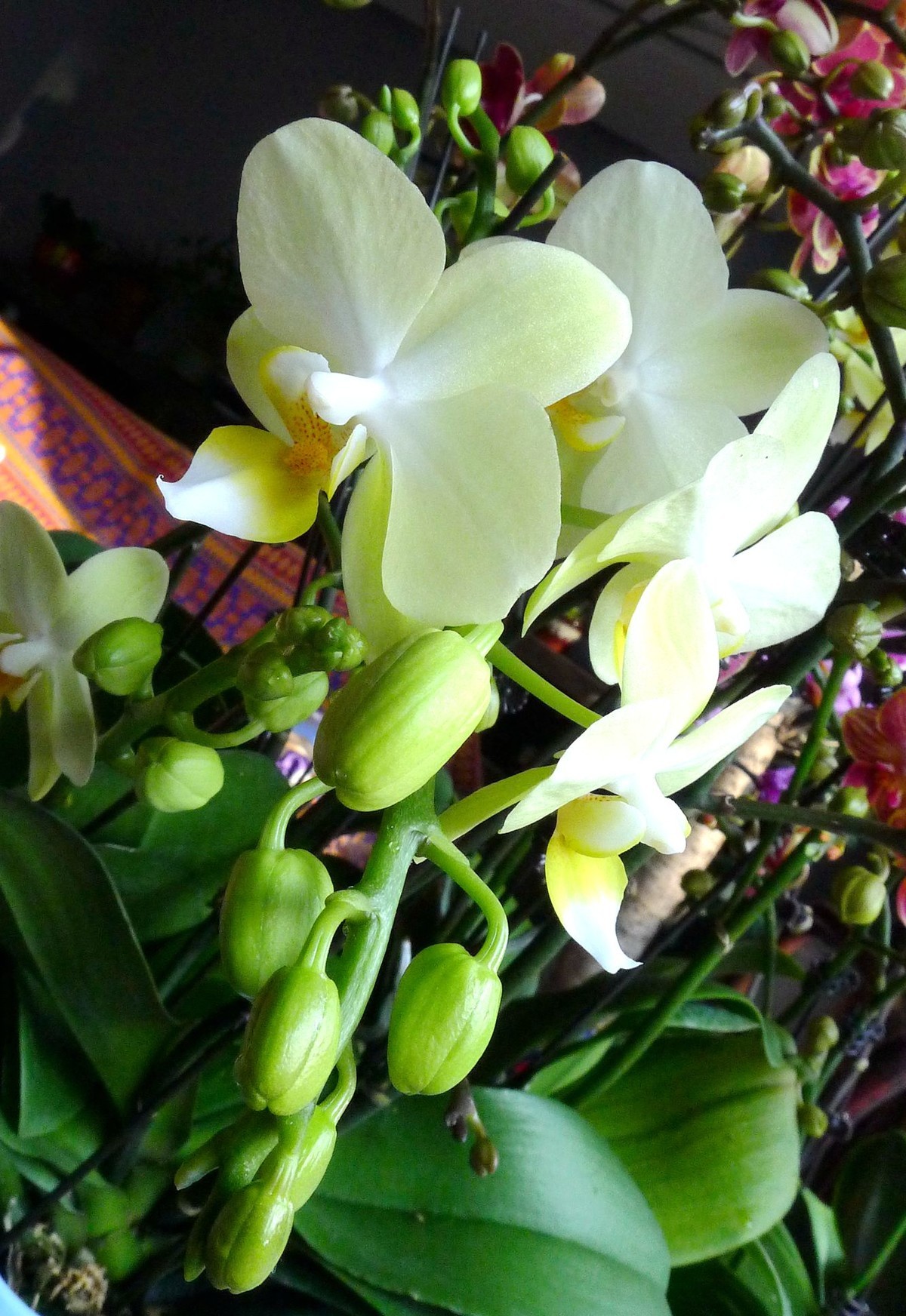 今日拍鲜花拜早年