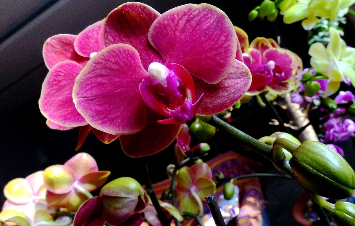 今日拍鲜花拜早年