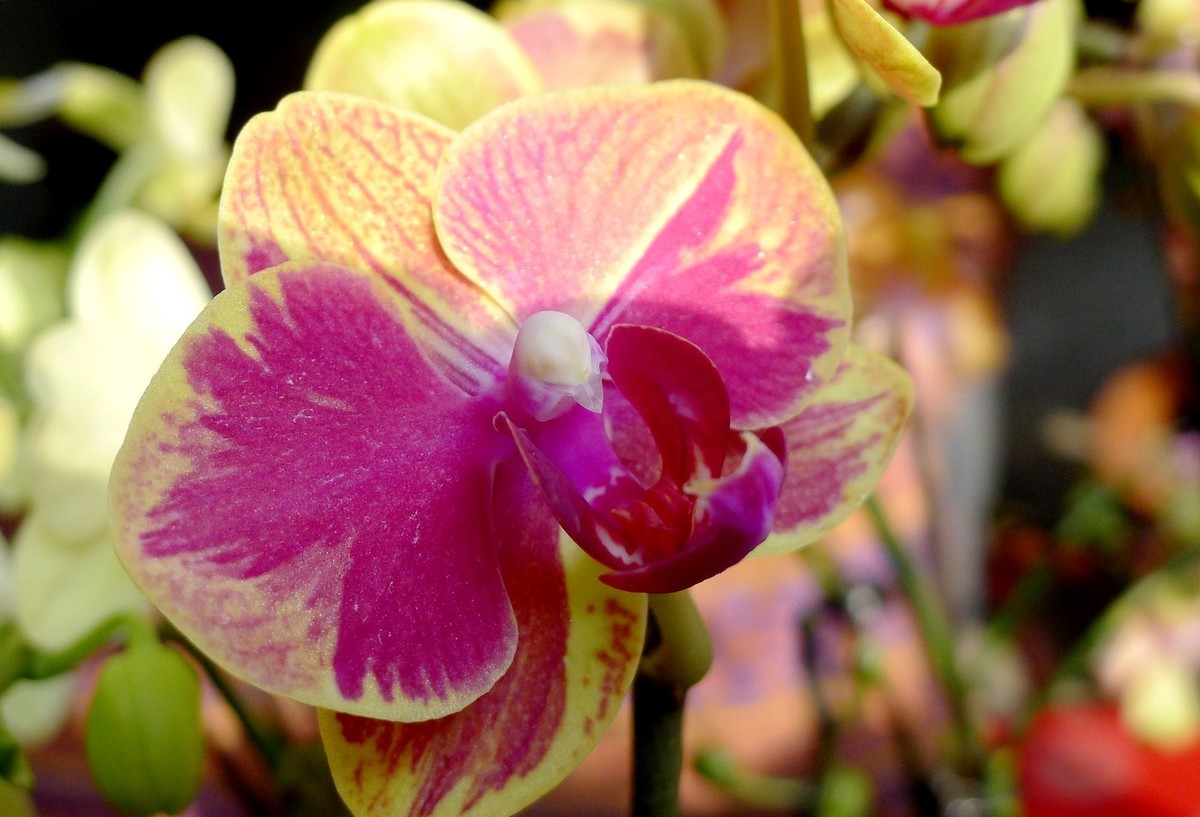 今日拍鲜花拜早年