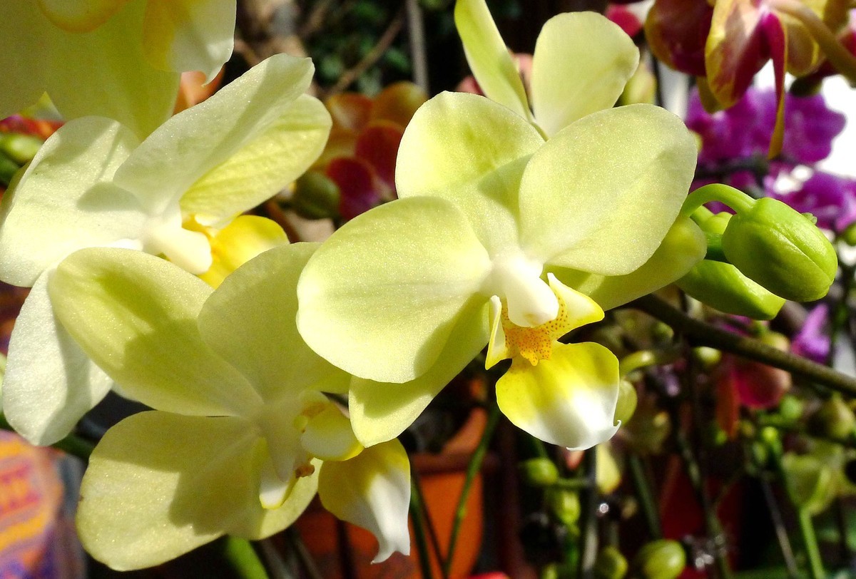 今日拍鲜花拜早年