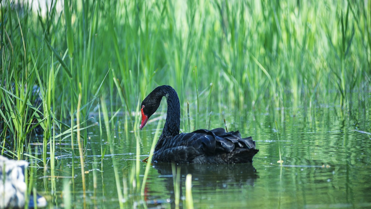 黑天鹅尼康80  2002.8d 样片