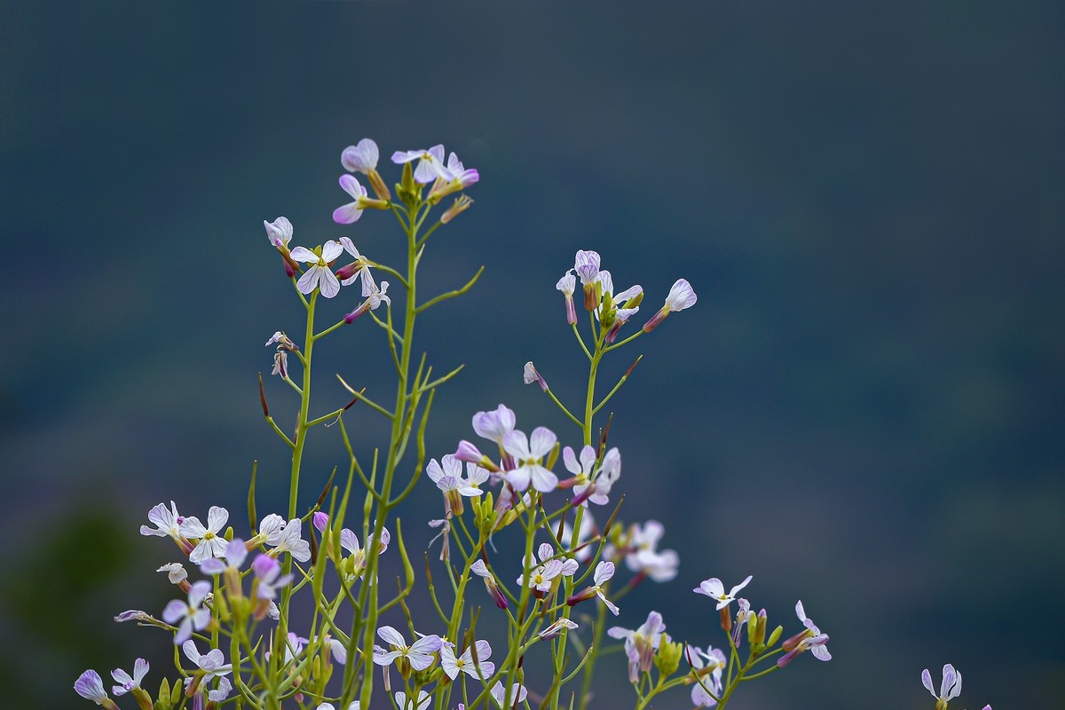 另几张发在这里，上边的鸟儿帖子中加不进照片，怎么回事呢？