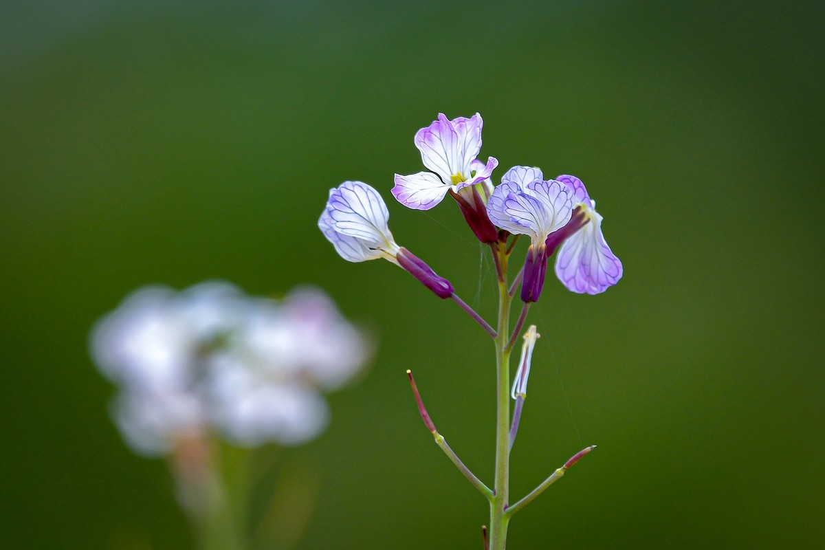 另几张发在这里，上边的鸟儿帖子中加不进照片，怎么回事呢？