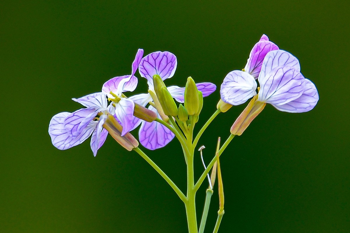 另几张发在这里，上边的鸟儿帖子中加不进照片，怎么回事呢？