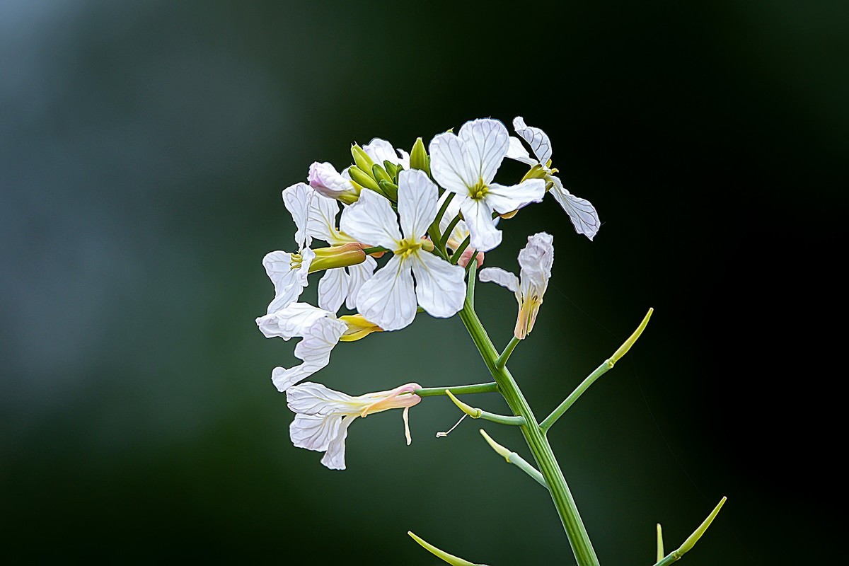 另几张发在这里，上边的鸟儿帖子中加不进照片，怎么回事呢？