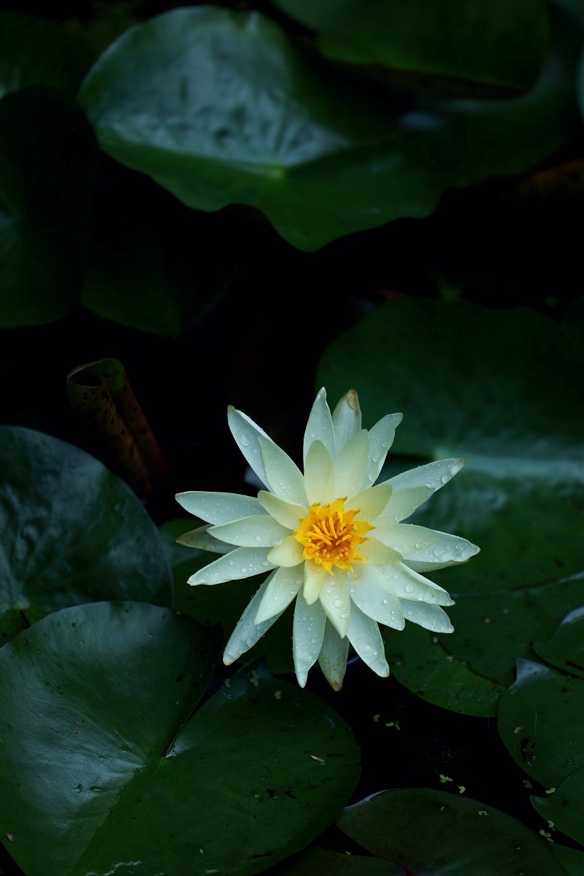 最近的一些随拍