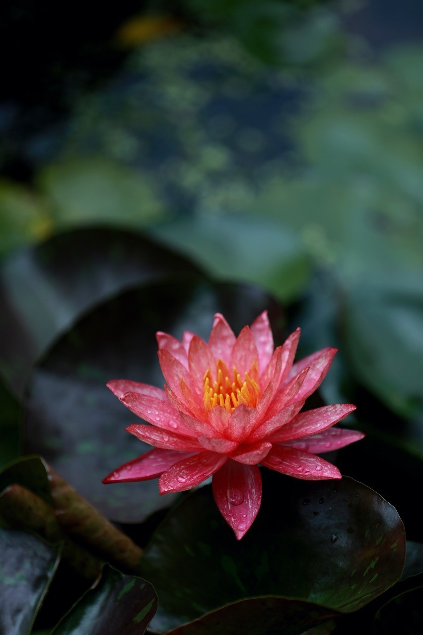 最近的一些随拍