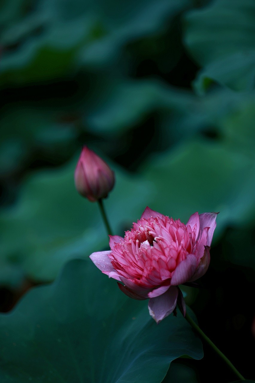 最近的一些随拍