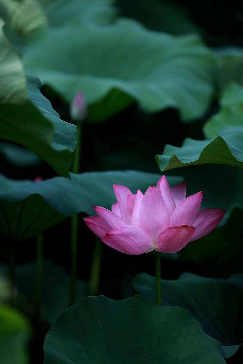 最近的一些随拍