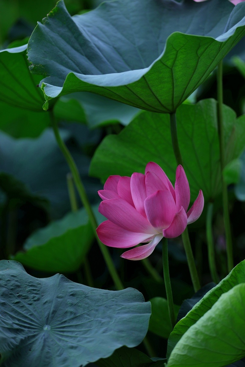 最近的一些随拍