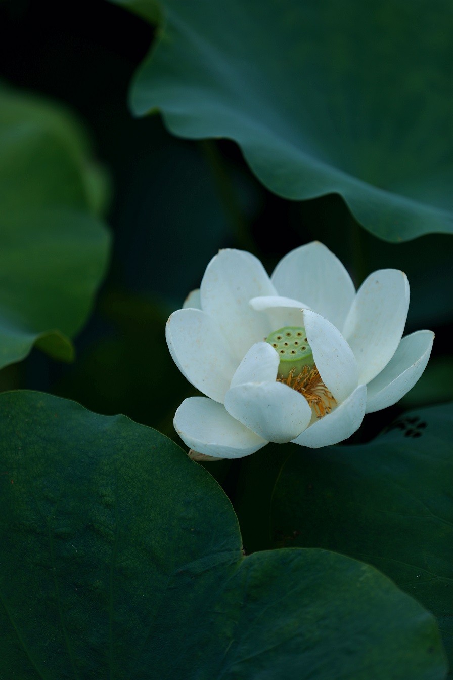 最近的一些随拍