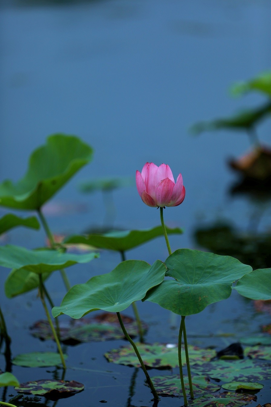 最近的一些随拍