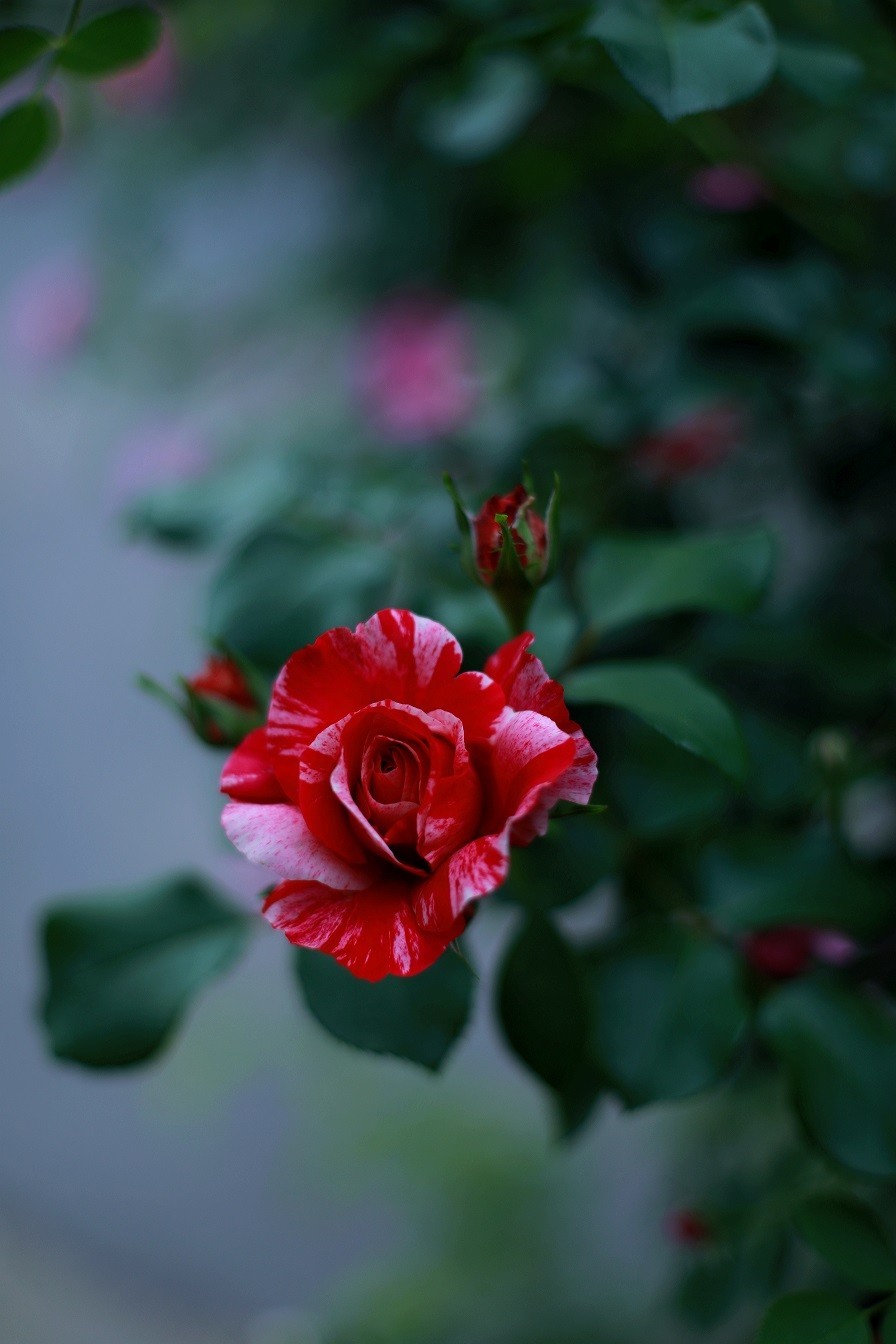 最近的一些随拍