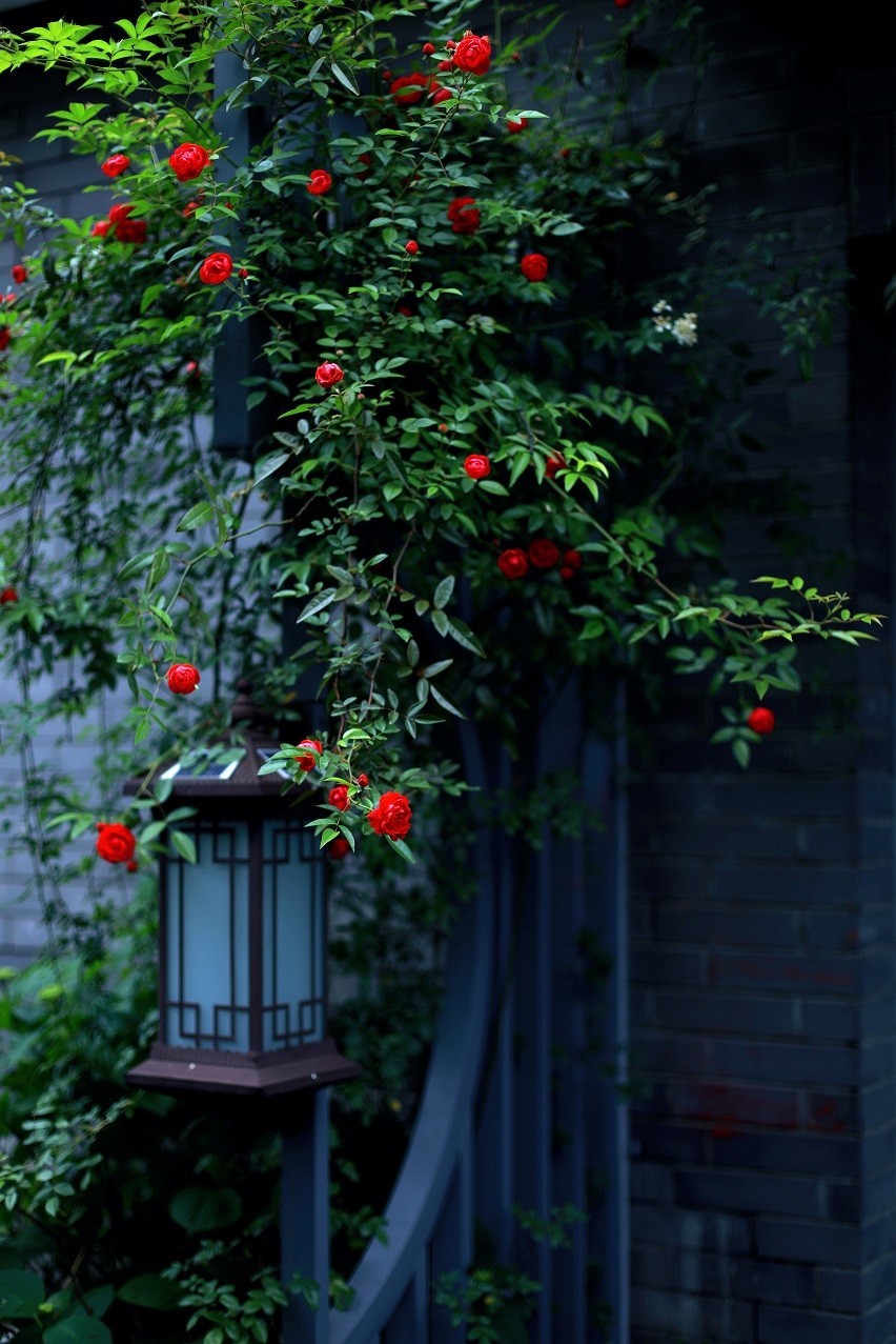 最近的一些随拍