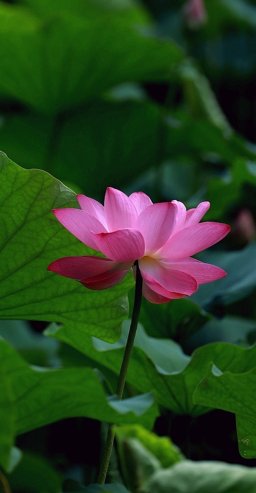 最近的一些随拍