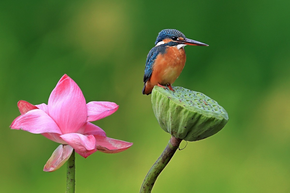 祝愿亲们早日摆脱“羊”的魔咒，兔年健健康康，快快乐乐！