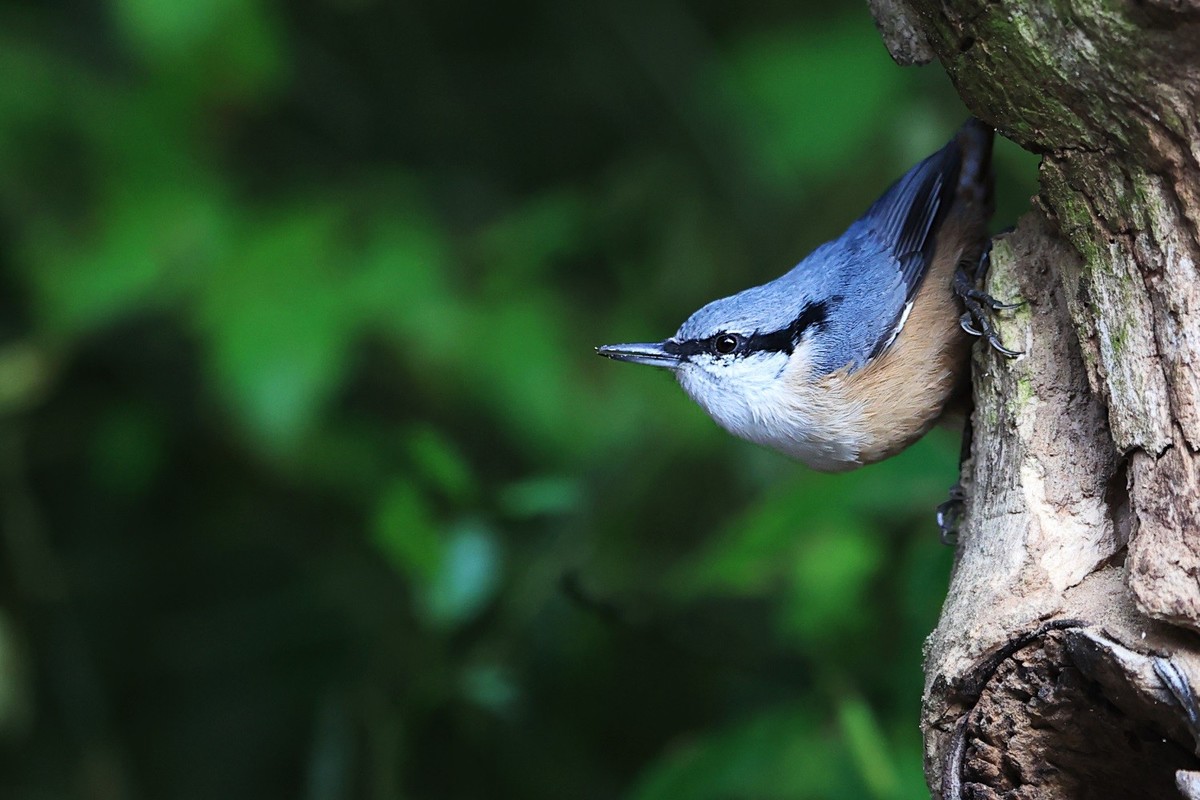 祝愿亲们早日摆脱“羊”的魔咒，兔年健健康康，快快乐乐！