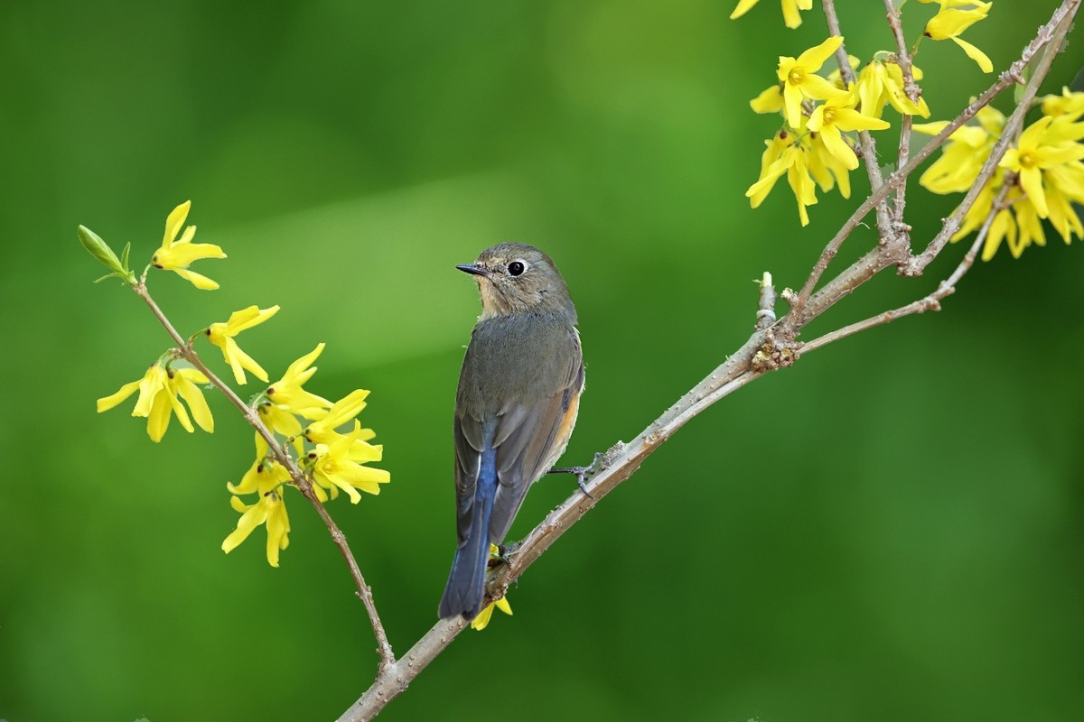 祝愿亲们早日摆脱“羊”的魔咒，兔年健健康康，快快乐乐！