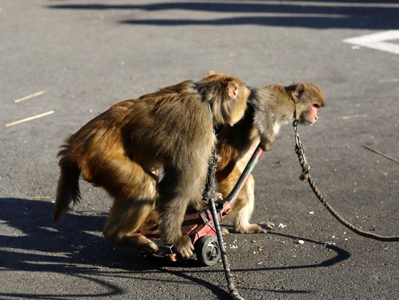 《不老松：纪实摄影》在春节庙会上：耍猴（5）这可是逼得我不得不反！