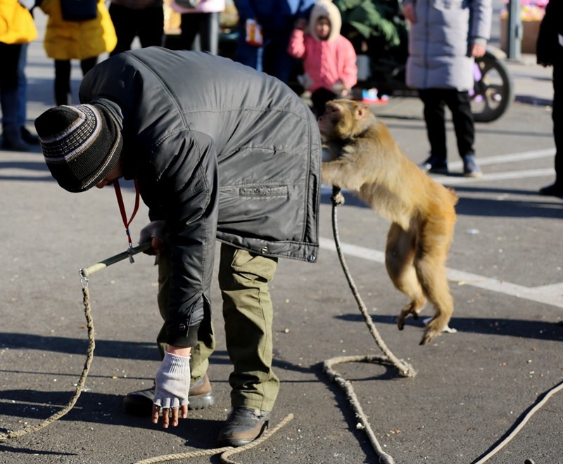 《不老松：纪实摄影》在春节庙会上：耍猴（5）这可是逼得我不得不反！