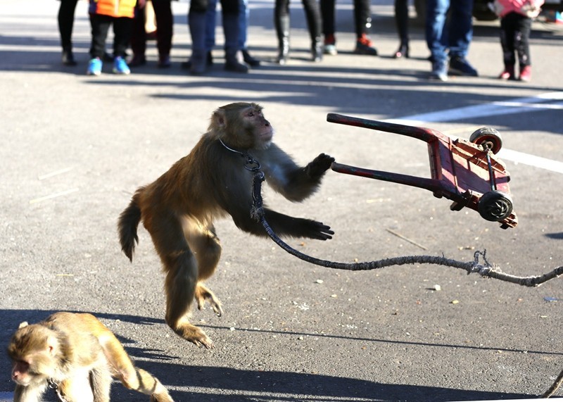 《不老松：纪实摄影》在春节庙会上：耍猴（5）这可是逼得我不得不反！