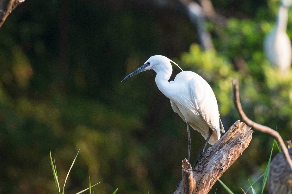 公园拍鹭（23-9）