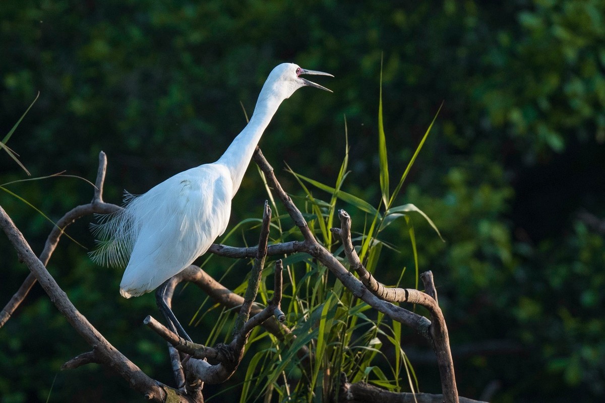 公园拍鹭（23-9）