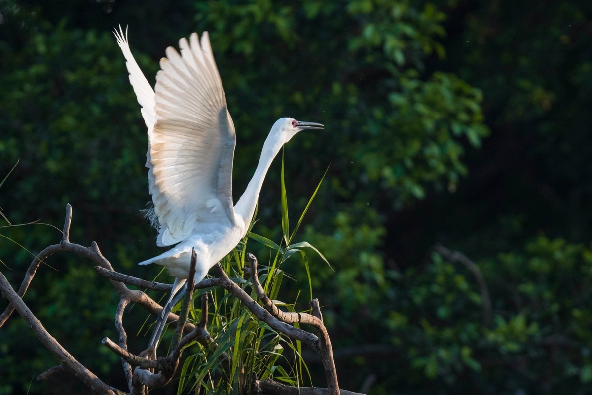 公园拍鹭（23-9）