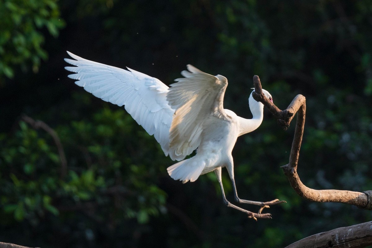 公园拍鹭（23-9）