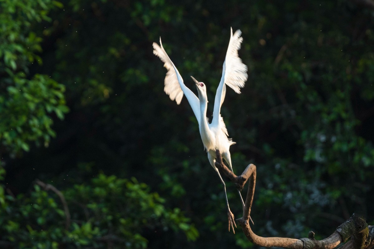 公园拍鹭（23-9）