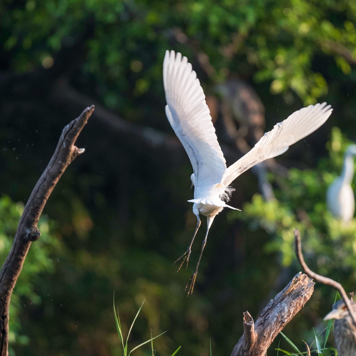 公园拍鹭（23-9）