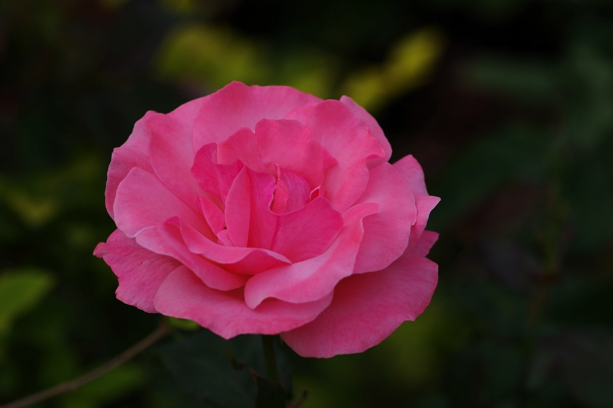 天士力厂区内盛开的鲜花