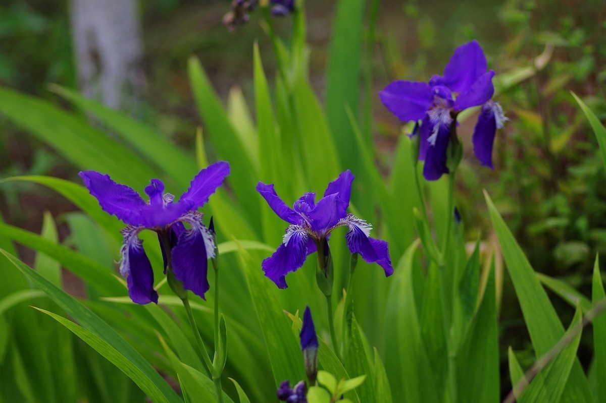 天士力厂区内盛开的鲜花